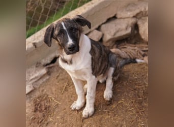 Filino, geb. ca. 07/2023, lebt in GRIECHENLAND, im städt. Tierheim Serres