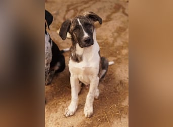 Filino, geb. ca. 07/2023, lebt in GRIECHENLAND, im städt. Tierheim Serres