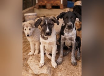 Filino, geb. ca. 07/2023, lebt in GRIECHENLAND, im städt. Tierheim Serres