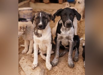 Filino, geb. ca. 07/2023, lebt in GRIECHENLAND, im städt. Tierheim Serres