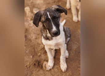 Filino, geb. ca. 07/2023, lebt in GRIECHENLAND, im städt. Tierheim Serres