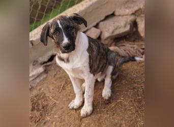 Filino, geb. ca. 07/2023, lebt in GRIECHENLAND, im städt. Tierheim Serres