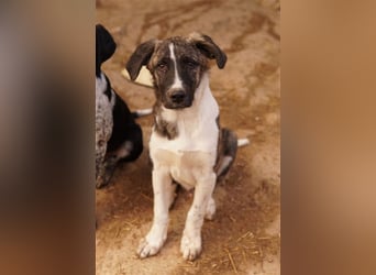 Filino, geb. ca. 07/2023, lebt in GRIECHENLAND, im städt. Tierheim Serres