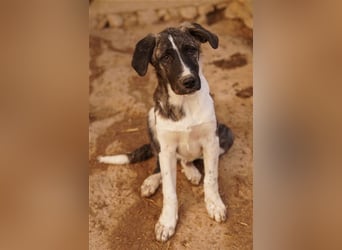 Filino, geb. ca. 07/2023, lebt in GRIECHENLAND, im städt. Tierheim Serres