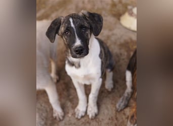 Filino, geb. ca. 07/2023, lebt in GRIECHENLAND, im städt. Tierheim Serres