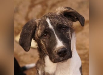 Filino, geb. ca. 07/2023, lebt in GRIECHENLAND, im städt. Tierheim Serres