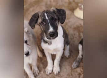 Filino, geb. ca. 07/2023, lebt in GRIECHENLAND, im städt. Tierheim Serres