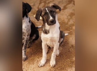 Filino, geb. ca. 07/2023, lebt in GRIECHENLAND, im städt. Tierheim Serres