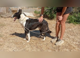 Milo, arbeitsfreudiger Traumkerl, ca. 5 Jahre, ca. 64 cm, ca. 27 kg