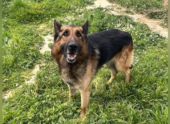 Raffaelo, vorsichtiger Seelenhund, ca. 7 Jahre, ca. 71 cm, ca. 32 kg