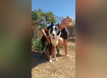 Milo, arbeitsfreudiger Traumkerl, ca. 5 Jahre, ca. 64 cm, ca. 27 kg