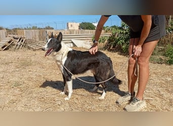 Milo, arbeitsfreudiger Traumkerl, ca. 5 Jahre, ca. 64 cm, ca. 27 kg