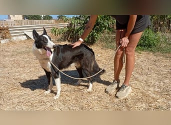 Milo, arbeitsfreudiger Traumkerl, ca. 5 Jahre, ca. 64 cm, ca. 27 kg