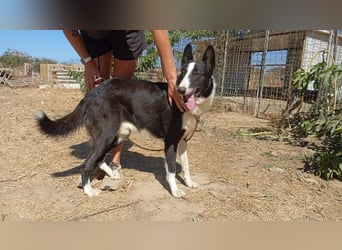 Milo, arbeitsfreudiger Traumkerl, ca. 5 Jahre, ca. 64 cm, ca. 27 kg
