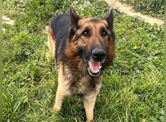 Raffaelo, vorsichtiger Seelenhund, ca. 7 Jahre, ca. 71 cm, ca. 32 kg