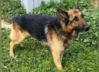 Raffaelo, vorsichtiger Seelenhund, ca. 7 Jahre, ca. 71 cm, ca. 32 kg