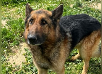 Raffaelo, vorsichtiger Seelenhund, ca. 7 Jahre, ca. 71 cm, ca. 32 kg