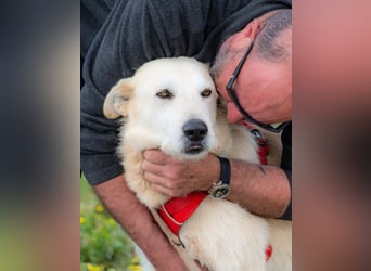 Obelix – ein feinfühliger, großer Gefährte