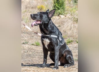 Luke – ein prima Kumpel