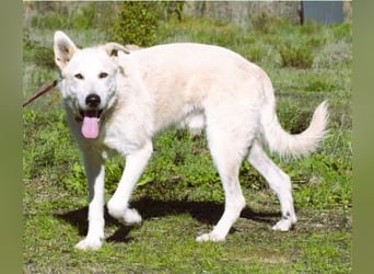 Obelix – ein feinfühliger, großer Gefährte