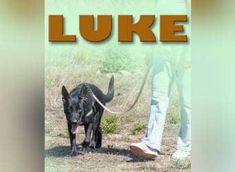 Luke – ein prima Kumpel