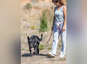 Luke – ein prima Kumpel