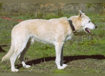 Obelix – ein feinfühliger, großer Gefährte