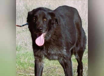 Mike – ein Goldschatz