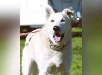 Obelix – ein feinfühliger, großer Gefährte