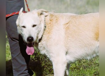 Obelix – ein feinfühliger, großer Gefährte