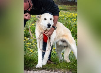 Obelix – ein feinfühliger, großer Gefährte