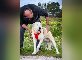 Obelix – ein feinfühliger, großer Gefährte