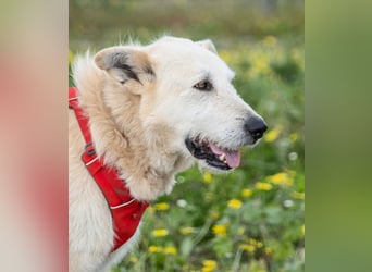 Obelix – ein feinfühliger, großer Gefährte