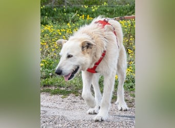 Obelix – ein feinfühliger, großer Gefährte