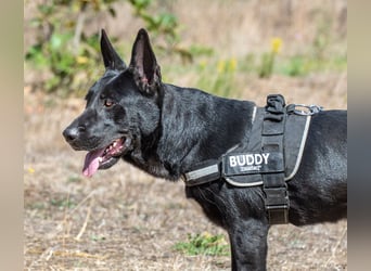 Luke – ein prima Kumpel