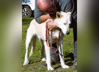 Obelix – ein feinfühliger, großer Gefährte