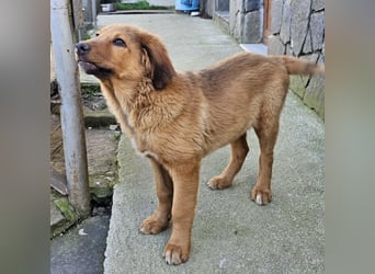 Cookie - Für-Immer-Körbchen gesucht