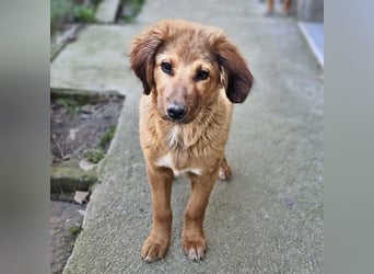 Cookie - Für-Immer-Körbchen gesucht