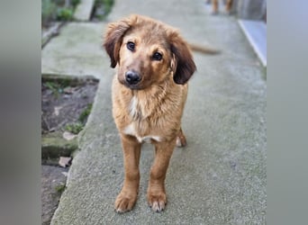Cookie - Für-Immer-Körbchen gesucht
