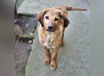 Cookie - Für-Immer-Körbchen gesucht