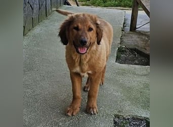 Cookie - Für-Immer-Körbchen gesucht