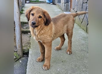 Cookie - Für-Immer-Körbchen gesucht