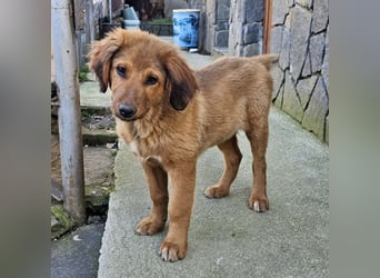 Cookie - Für-Immer-Körbchen gesucht