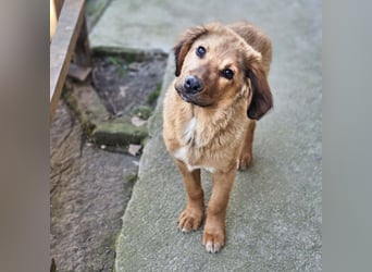 Cookie - Für-Immer-Körbchen gesucht