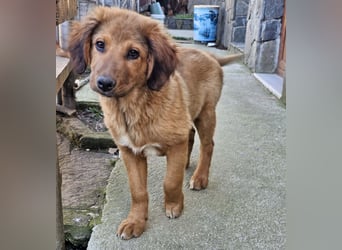 Cookie - Für-Immer-Körbchen gesucht