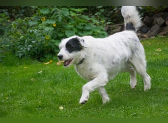 MIRA, Hündin, 3 Jahre jung, sucht ein liebevolles Zuhause und lange Spaziergänge