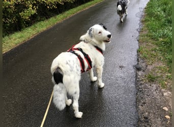 MIRA, Hündin, 3 Jahre jung, sucht ein liebevolles Zuhause und lange Spaziergänge