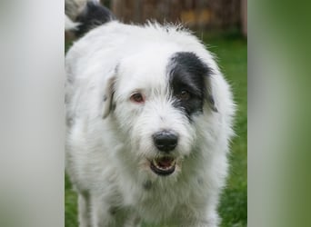 MIRA, Hündin, 3 Jahre jung, sucht ein liebevolles Zuhause und lange Spaziergänge