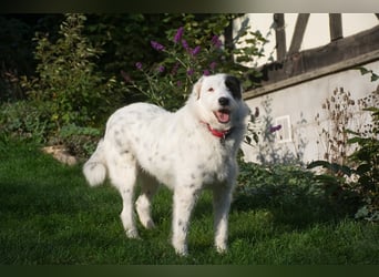 MIRA, Hündin, 3 Jahre jung, sucht ein liebevolles Zuhause und lange Spaziergänge