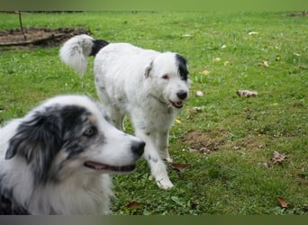 MIRA, Hündin, 3 Jahre jung, sucht ein liebevolles Zuhause und lange Spaziergänge